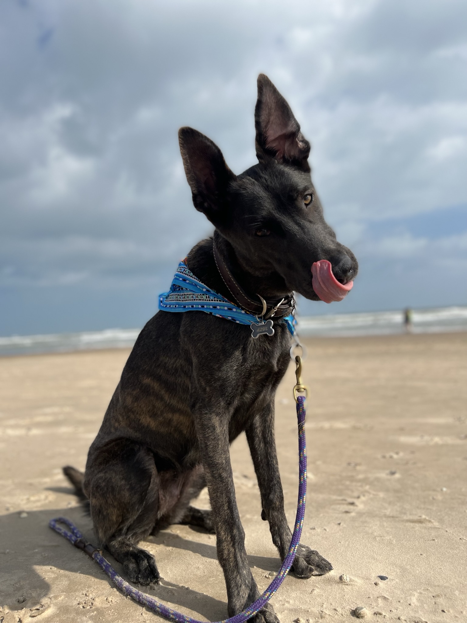 Azul as a puppy
