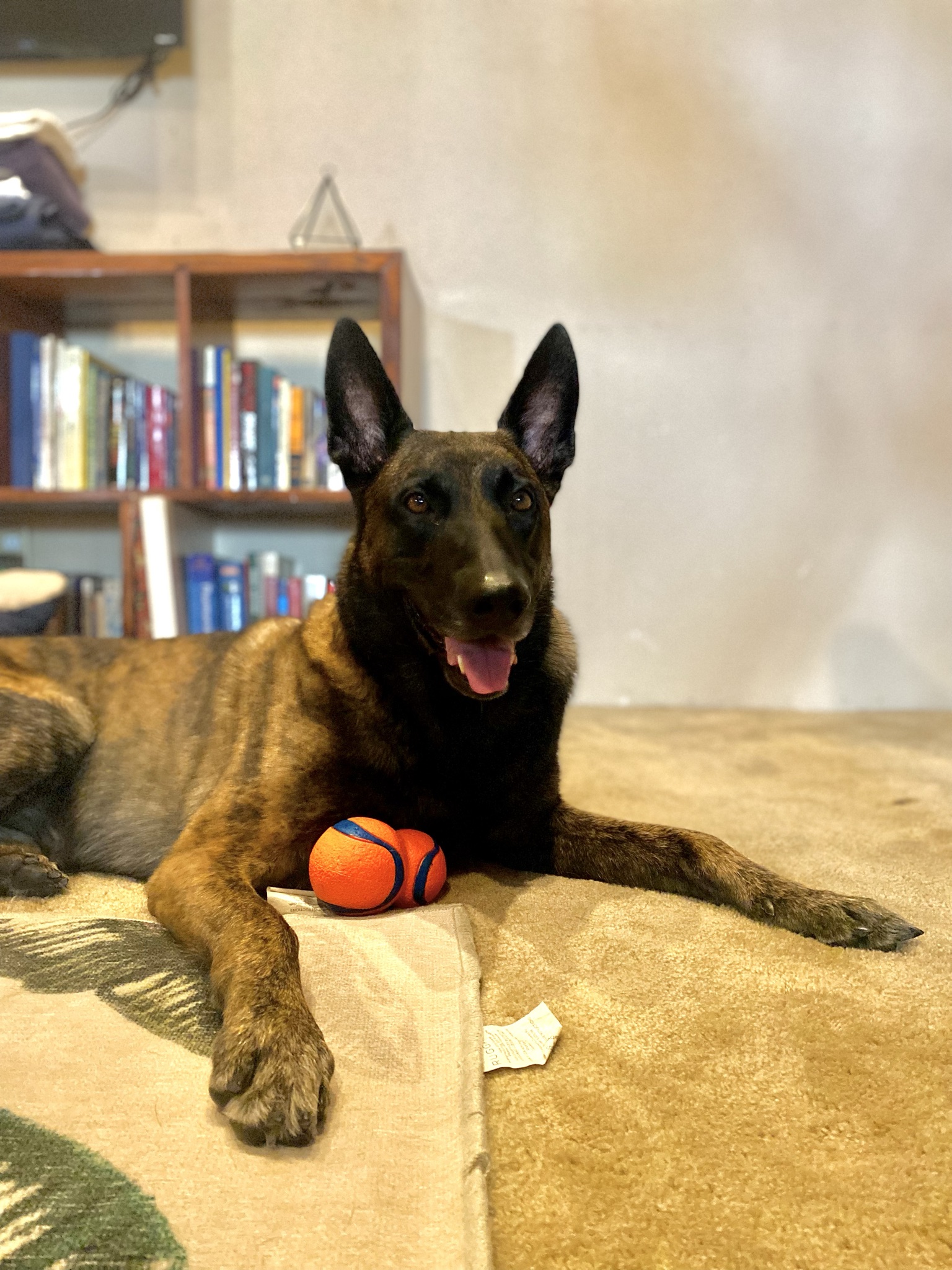 Dabo at home