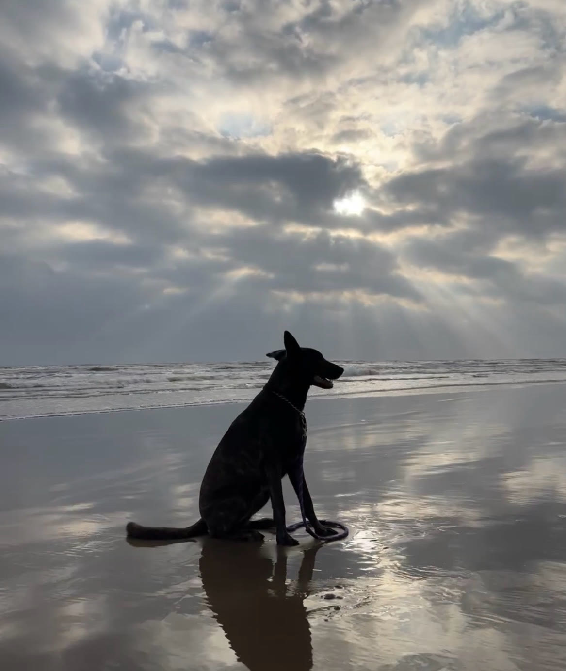 Azul silhouetted on the beach at dawn