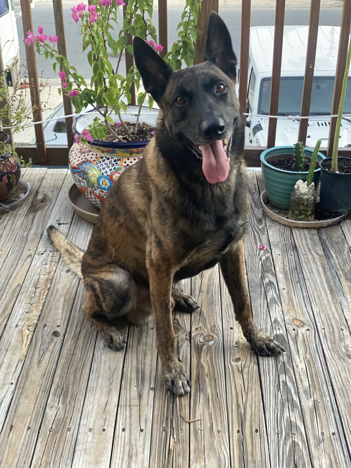 Dabo on the porch