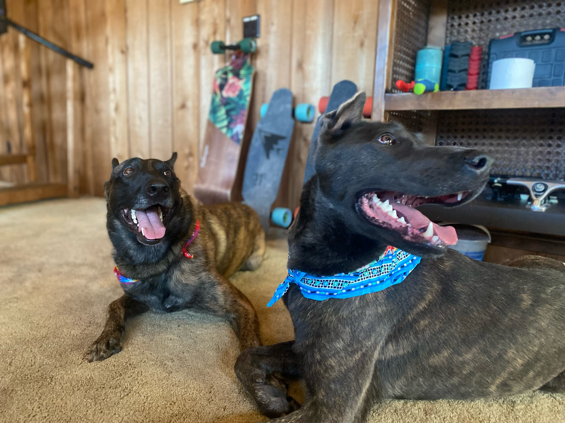 Azul and Dabo relaxing together at home